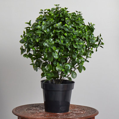 Plante résistante aux rayons UV (intérieur / extérieur)