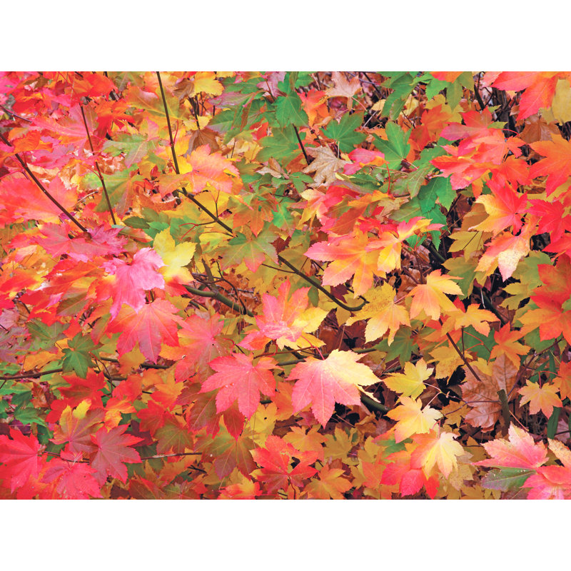 Autumn Maple Leaves Portrait Print by Bruce Heinemann, 25.25" H x 31.25" W