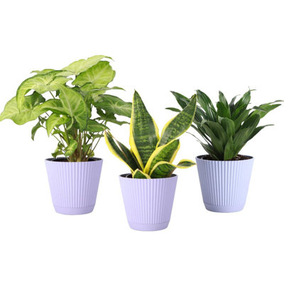 Live Low Light Houseplant Set