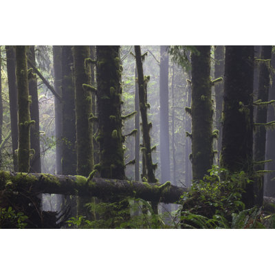 Misty Rainforest - Wrapped Canvas Print