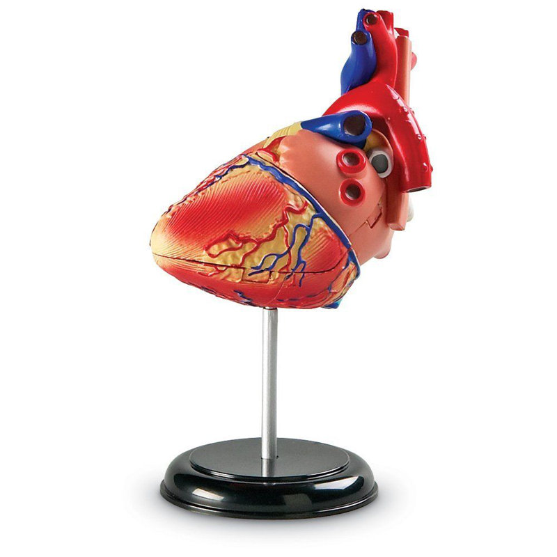 Anatomie du coeur du modèle