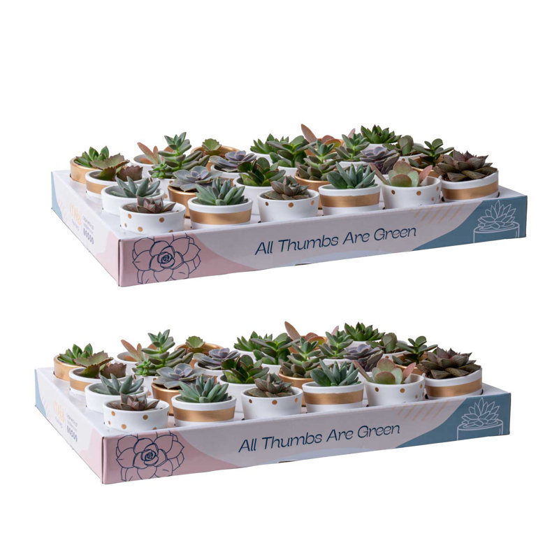 48 Piece Costa Farms Live Mini Succulent Low Maintenance Plant in Ceramic Pot