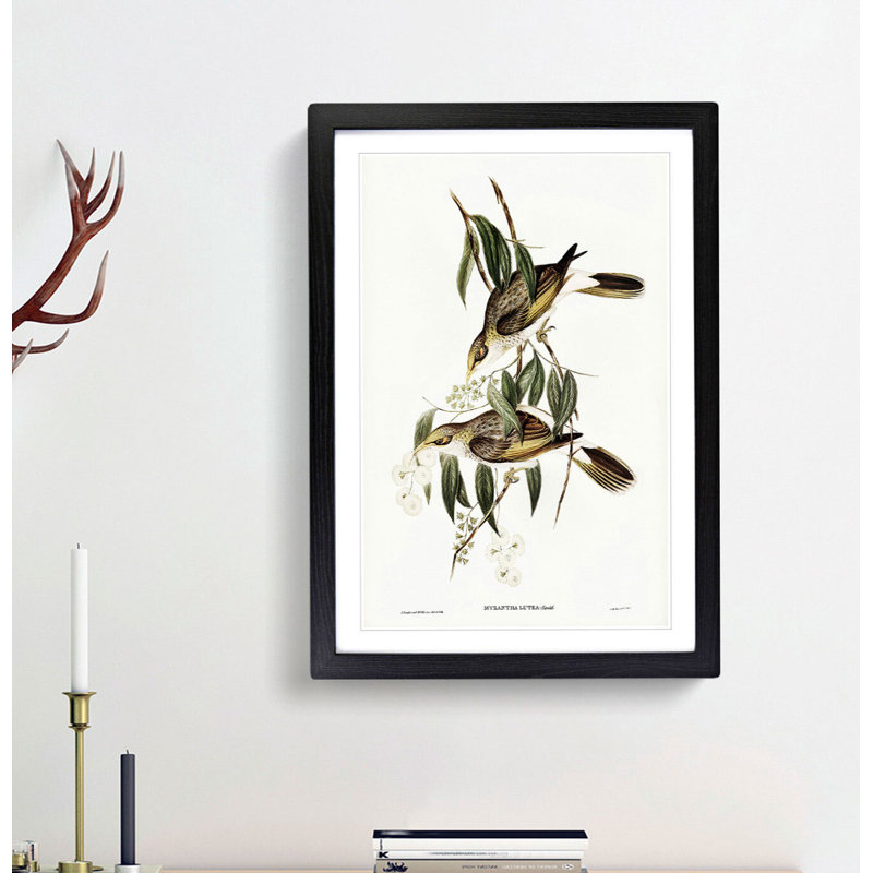 Luteous Honeyeaters by Elizabeth Gould - Picture Frame Painting Print, Black Framed, 36cm H x 27cm W x 2cm D
