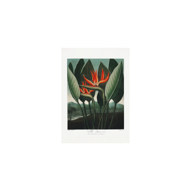 Wrapped Canvas Print, 76.2 cm H x 50.8 cm W