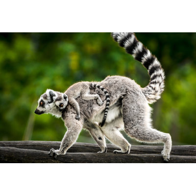 Lemur with Baby by Zocha_K