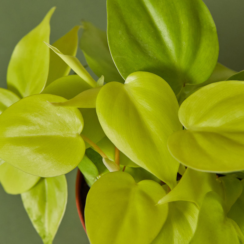 House Plant Shop Live Philodendron Plant