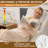 Eveland Memory Foam Medium Cooling Pillow-1726116637