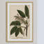 «Horse Chestnut», reproduction encadrée-18829692