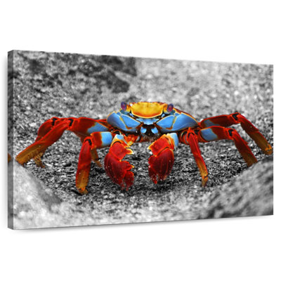 Colorful Galapagos Crab Pop