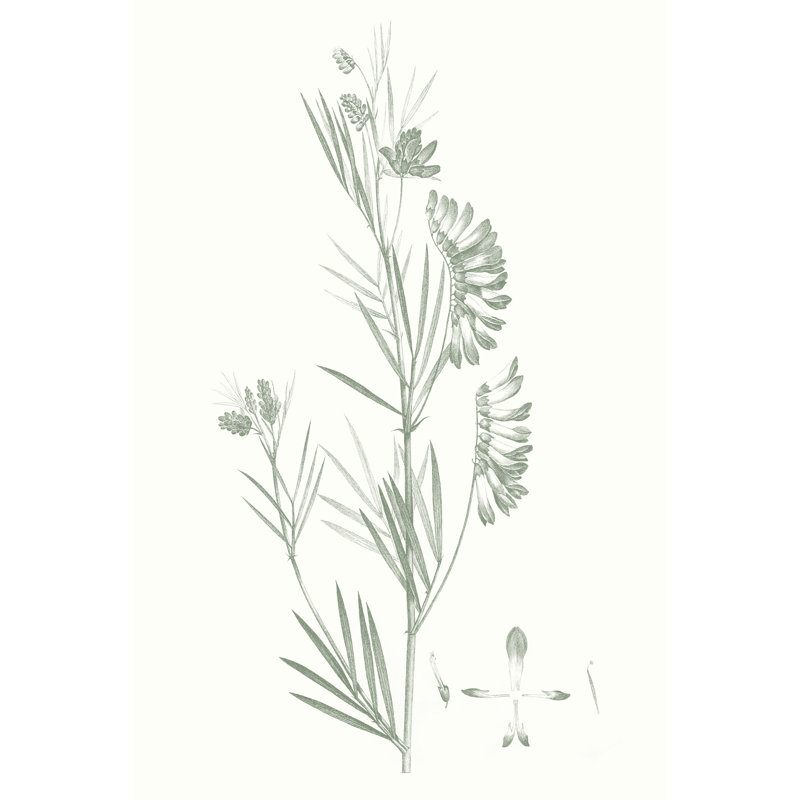 Botanical Study In Sage IX by Vision Studio - Wrapped Canvas Painting, 30cm H x 20cm W