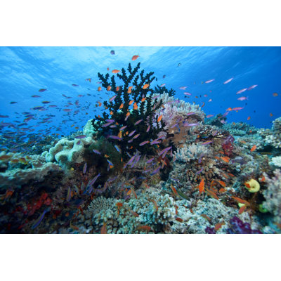 Fiji Underwater - Wrapped Canvas Print