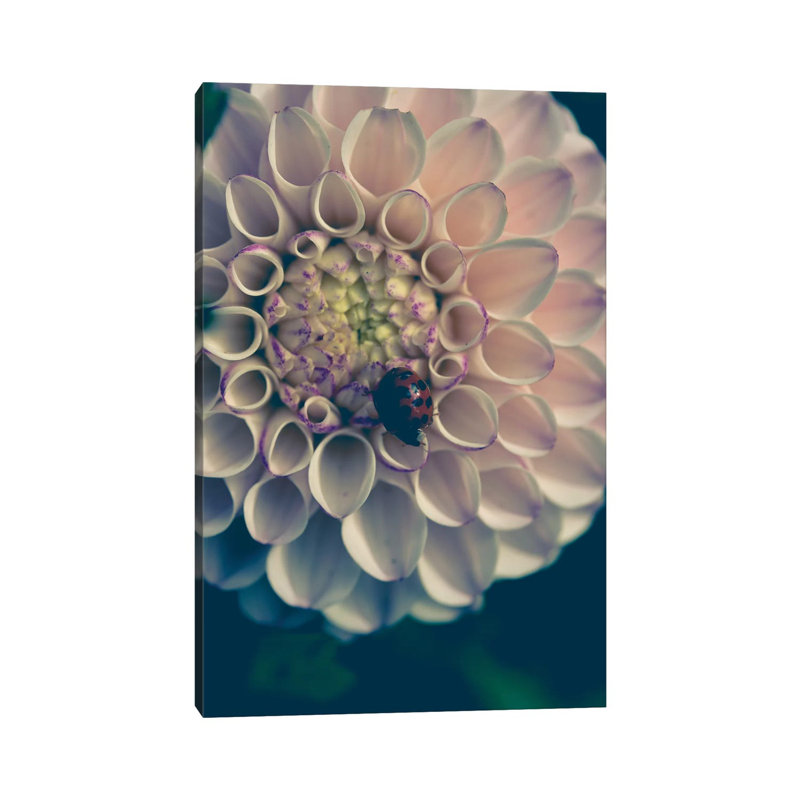 Dahlia, Blush 1 Piece Wrapped Canvas Wall Art, 101.6 cm H x 66.04 cm W x 3.175 cm D