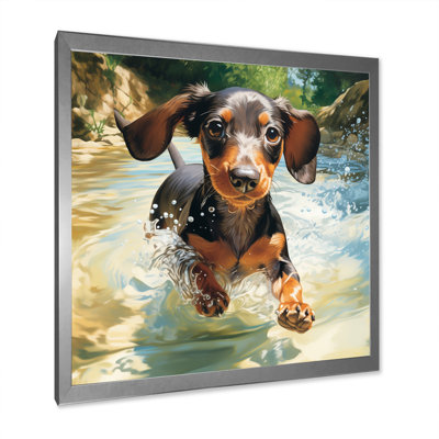 " Cute Dachshund Playing In The River "