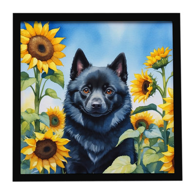 Schipperke in Sunflowers Framed Metal Print