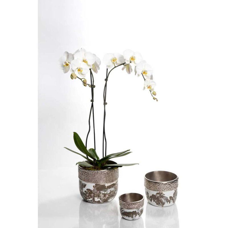 Dansbury Cache Pot Large, 6.75" H x 7.5" W x 7.5" D