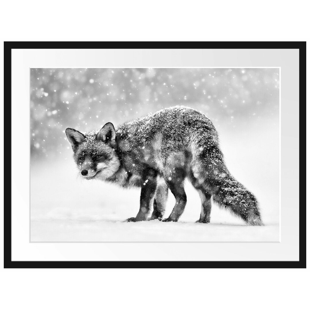 Gerahmtes Poster Roter Fuchs im Schneegestöber