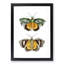 Hypermnestra Moth by George Shaw - Picture Frame Painting Print-55578764-55578765