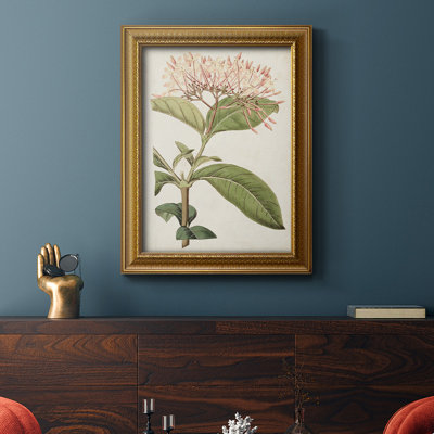" Antique Botanical Collection VI " Graphic Art Print