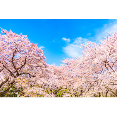 " Sakura Tree With Blue Sky Background In Japan " by Pigphoto