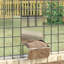 Small Animal Feeder-539338606
