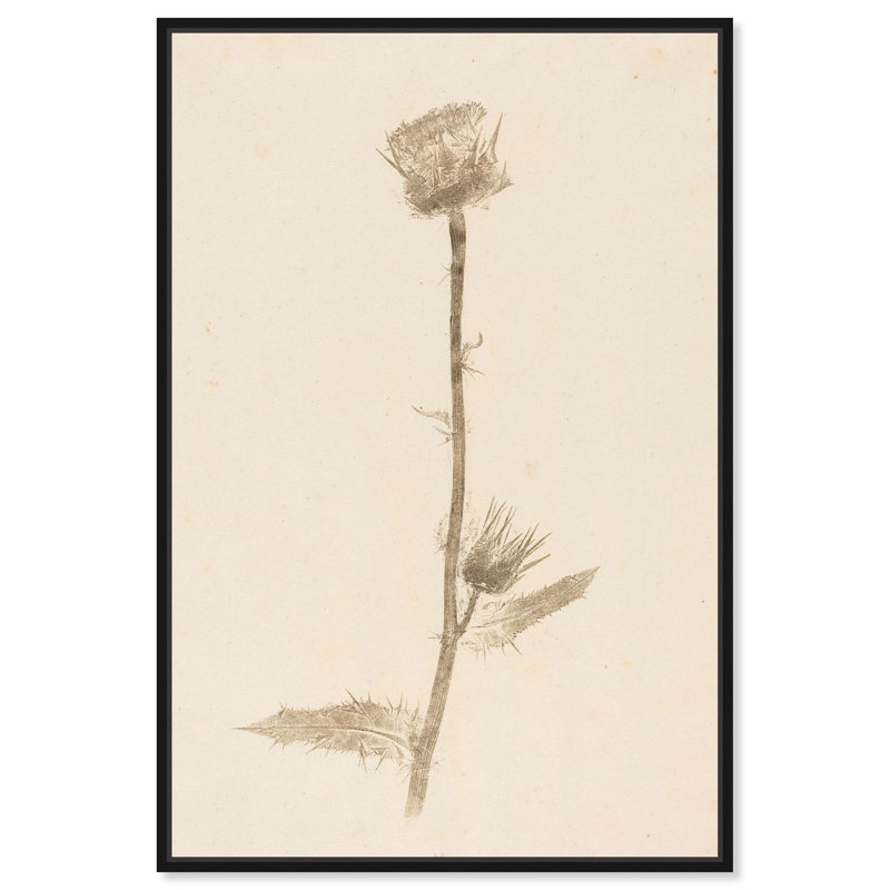 «Austere Beauty», reproduction d'art sur toile par Art Remedy, 16" H x 11" W, Cadre noir