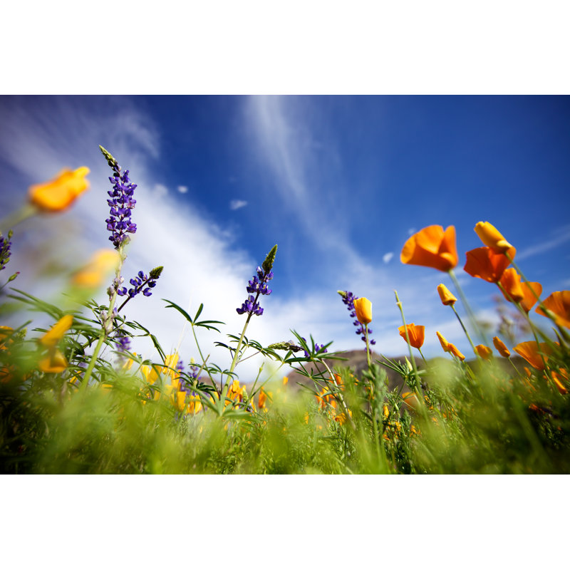 Arizona Wildflowers by Srabin - Wrapped Canvas Print, 81cm H x 122cm W x 3.8cm D