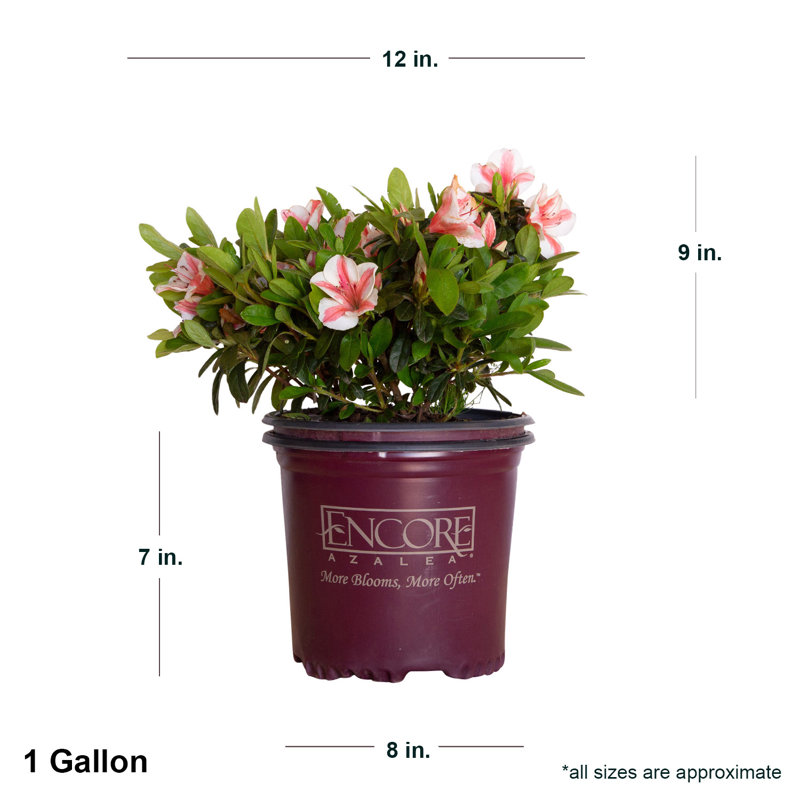 Autumn Starburst Coral Pink and White Azalea in 1 Gallon Pot