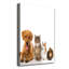 Pets - Wrapped Canvas Print