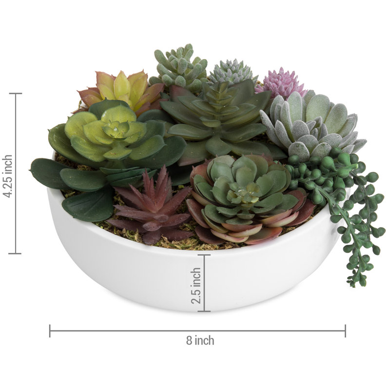 Plante grasse artificielle 1,8 po en pot
