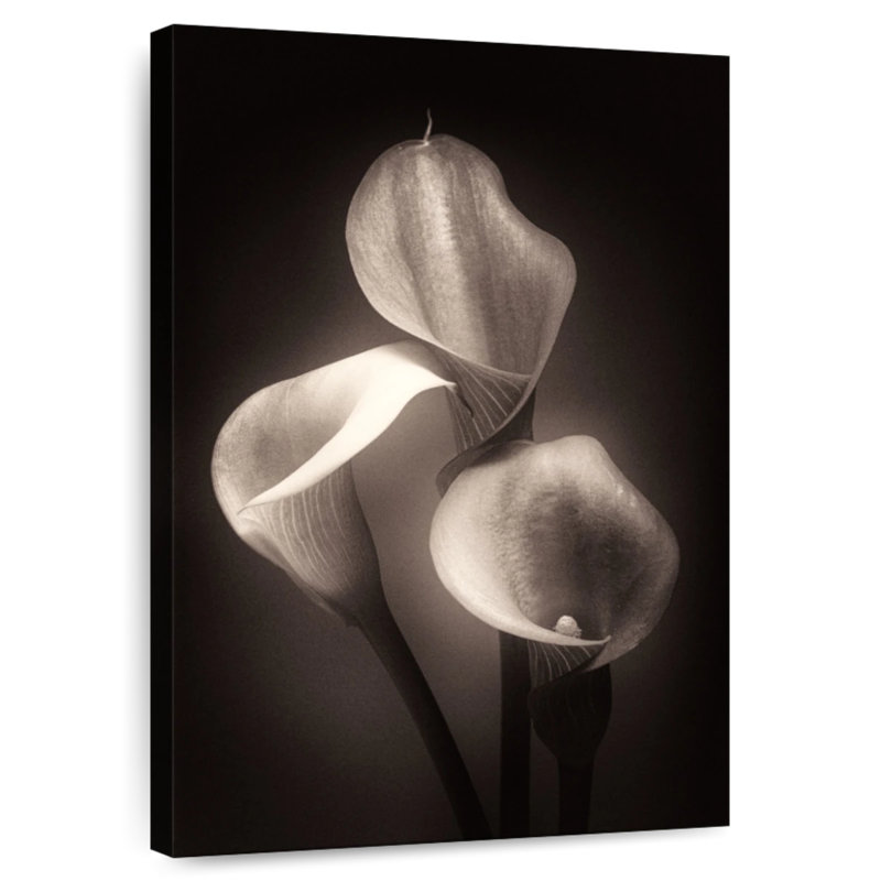 Harnek Calla Lilly Sepia, 30" H x 20" W