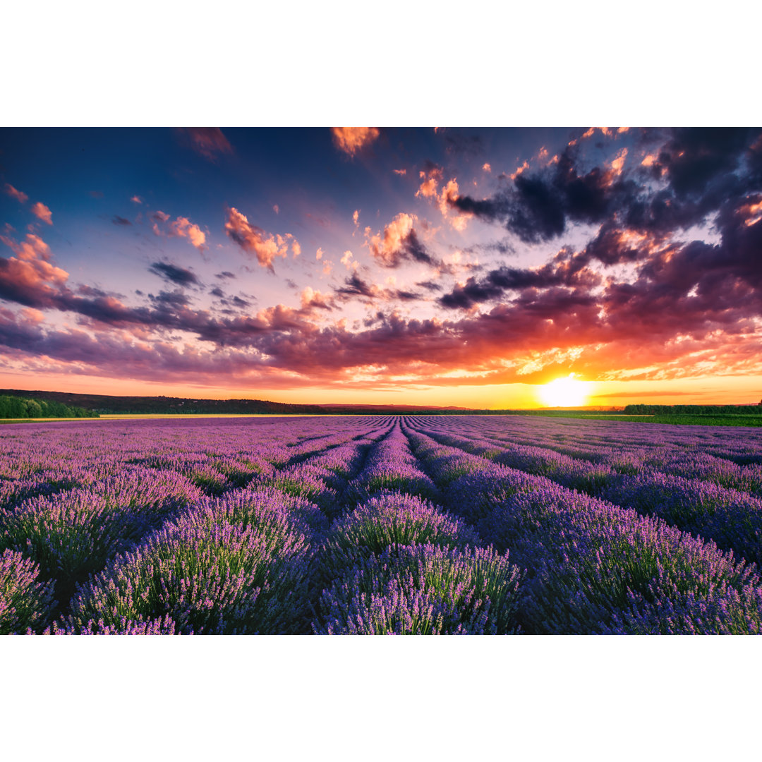 Leinwandbild Lavender Flower Blooming Fields in Endless Rows Sunset Shot