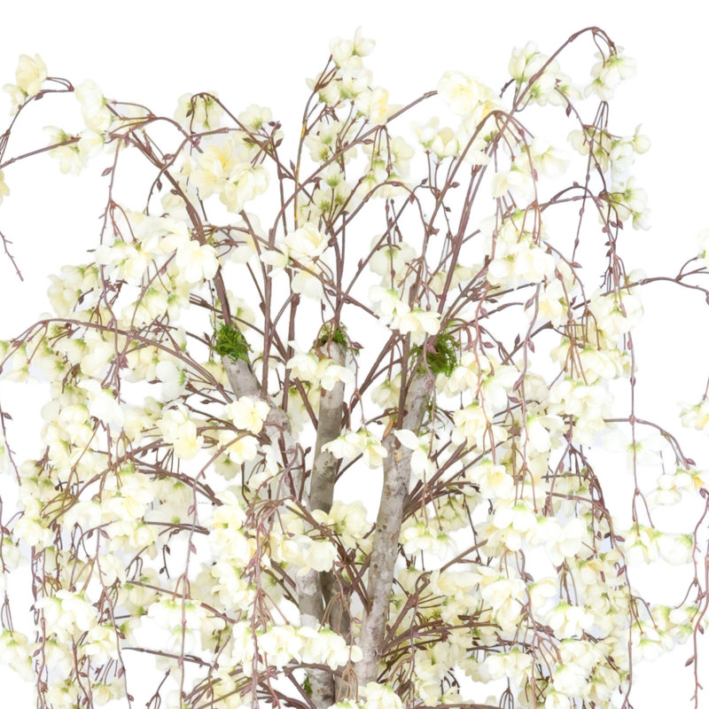 7' Cherry Blossom Tree in Fiberstone Planter