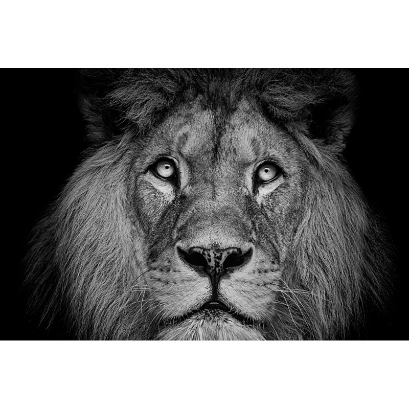 Beautiful Lion - Wrapped Canvas Print, 30cm H x 46cm W x 3.8cm D
