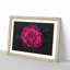 Fuscia Pink Carnation - Picture Frame Graphic Art Print-56863281-56863279