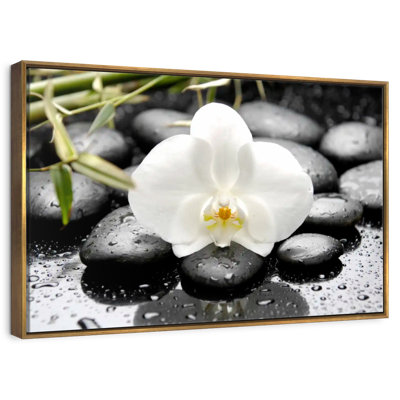 Orchidée blanche