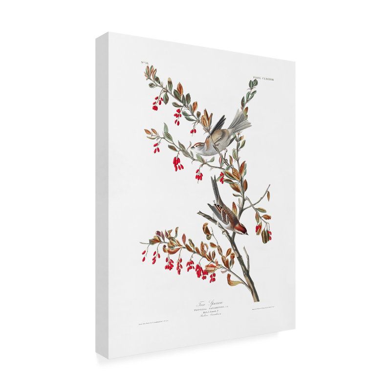 Moineau arborescente d'oiseaux d'Amérique 1827, H 24 po x l 18 po x P 2 po