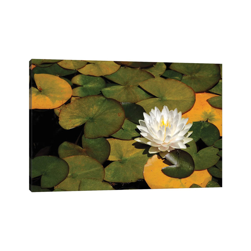 White Lily by Brian Wolf - Wrapped Canvas Print, 66.04cm H x 101.6cm W x 1.91cm D