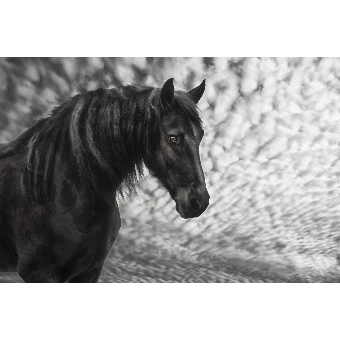 Leinwandbild Equine Portrait III von PHBurchett