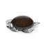 Tortue de verre Tranquil