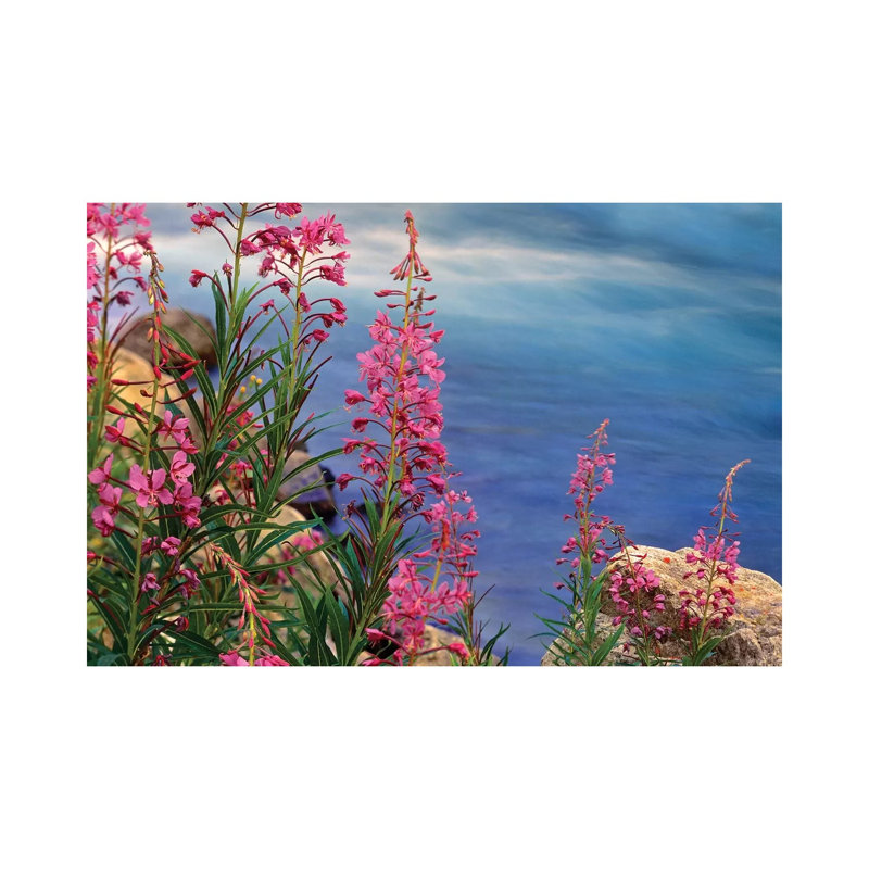 Fireweed Against Flowing Stream, North America by Tim Fitzharris - Wrapped Canvas Print, 101.6 cm H x 66.04 cm W x 1.91 cm D