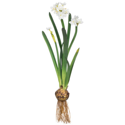 Paperwhite Arrangement