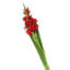 Silk Iris Arrangement-31151100-31151102