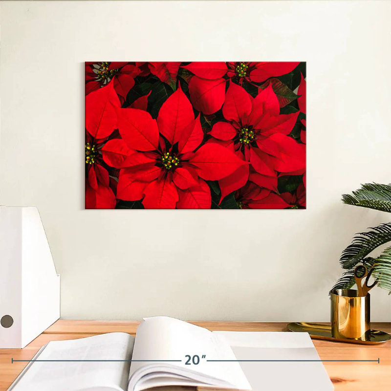 Harnek cramoisi poinsettia, H 8 po x l 12 po