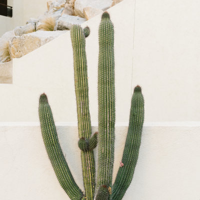 Cabo Cactus X