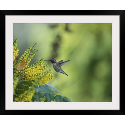 Annelisa " Hungry Hummer " Print