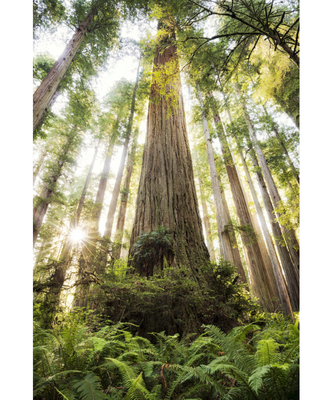 Wrapped Canvas Print, 76.2 cm H x 50.8 cm W