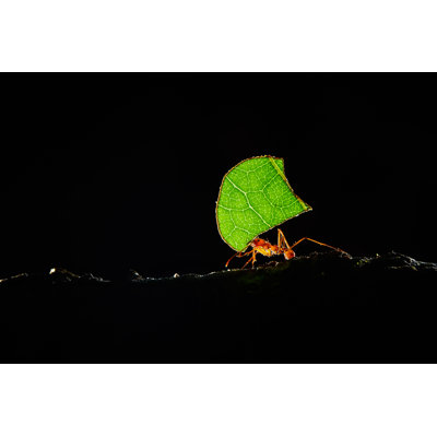 Nicolo Atta Ants - Wrapped Canvas Print