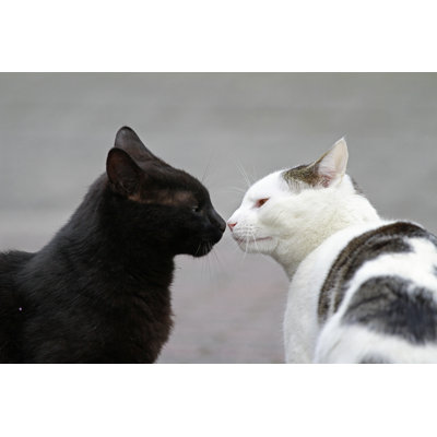 Chatons - Photographie sur toile tendue