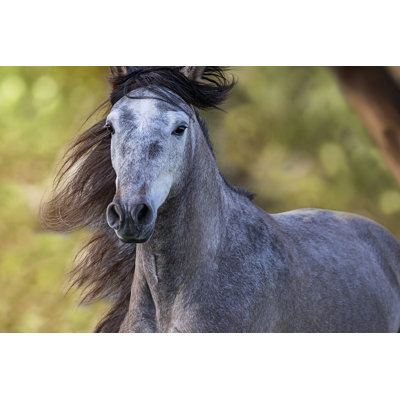 Cheval dans le champ I