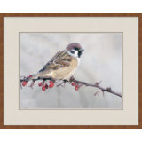 Back Country Bird Study 5 Print